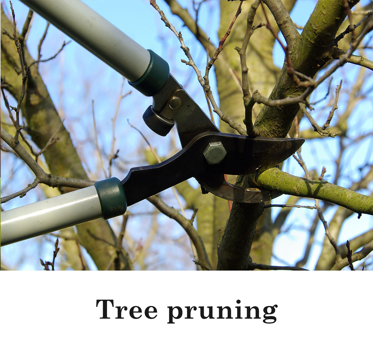 Tree-pruning